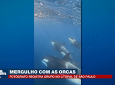 Fotógrafo registra grupo de Orcas no Litoral de São Paulo