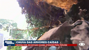 Chuva derruba árvores e causa estragos em São Paulo