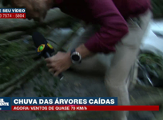 Árvores caídas e muito transtorno após temporal em São Paulo