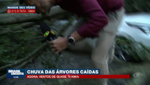 Árvores caídas e muito transtorno em SP