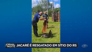 Jacaré é resgatado em sítio no Rio Grande do Sul