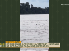 GOLPE! Crocodilo malandro "imita" humanos se afogando para atrair presas