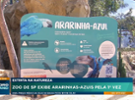 Ararinha azul, em extinção, ganha nova chance no zoo de São Paulo