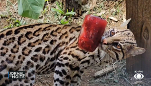 Animais recebem picolés em zoológico de Gramado, no RS