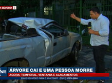 Carro é atingido por árvore de grande porte em SP