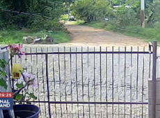 Homem é atacado por dois pitbulls no Rio Grande do Sul