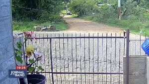Homem é atacado por dois pitbulls no Rio Grande do Sul