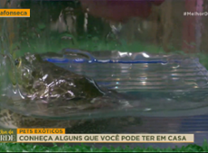 Repórter BEIJA sapo AO VIVO: "Para ver se vira príncipe!" | Melhor da Tarde