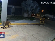 Onça pintada é registrada dando voltas em condomínio no Maranhão