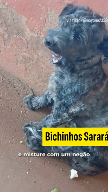 'Pegue uma galega e misture com um negão': pets viram meme ao som de ...