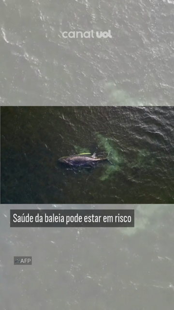 Baleia jubarte encalha pela terceira vez no litoral norte da Alemanha