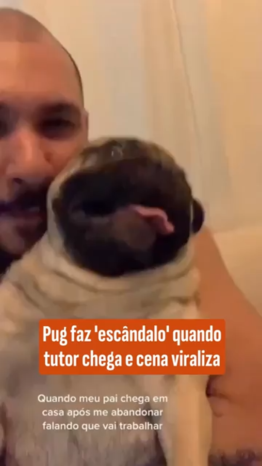 Pug faz 'escândalo' quando tutor chega e cena viraliza - 29/04/2026 ...