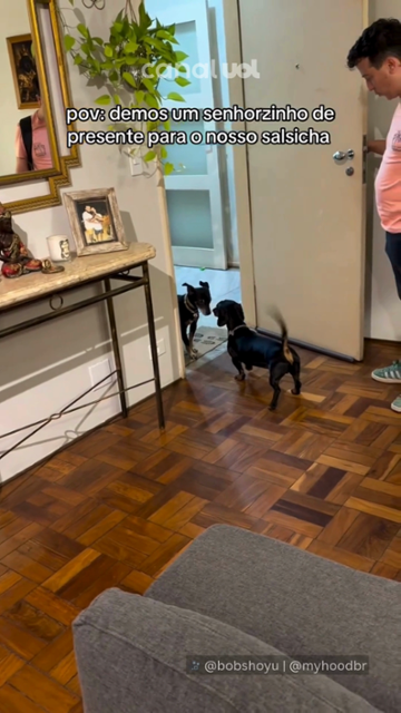 Novo integrante da família: cachorro idoso ganha lar e melhor amigo