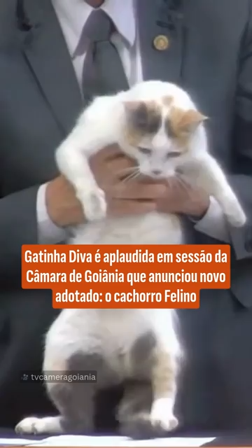 Gatinha Diva é aplaudida em sessăo da Câmara de Goiânia que anunciou novo adotado: o cachorro Felino