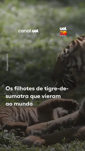 Tigre-de-sumatra dá ŕ luz a quatro filhotes em nas